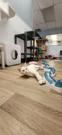 Cat 27628 (Alice) - Photo 2