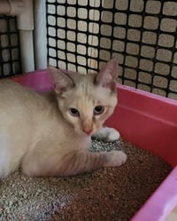 Cat 27628 (Alice) - Photo 3