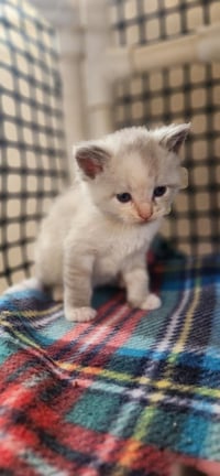 Cat 27628 (Alice) - Photo 4