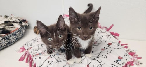 KITTEN 27933 (REESES) - Burmese / Havana for adoption in Visalia