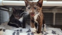 Kitten 27933 (Reeses) - Photo 4
