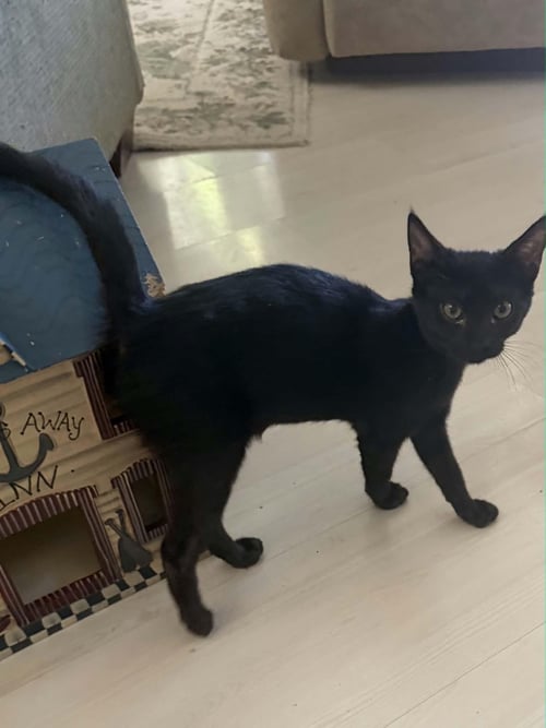 DILLY - Domestic Short Hair available for adoption