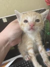 Kitten 28250 (Ronnie) - Photo 3