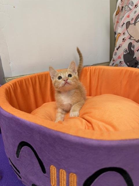 KITTEN 28250 (RONNIE) - Tabby available for adoption