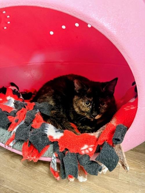 KITTEN 27523 (SAFFRON) - Maine Coon / Tortoiseshell available for adoption