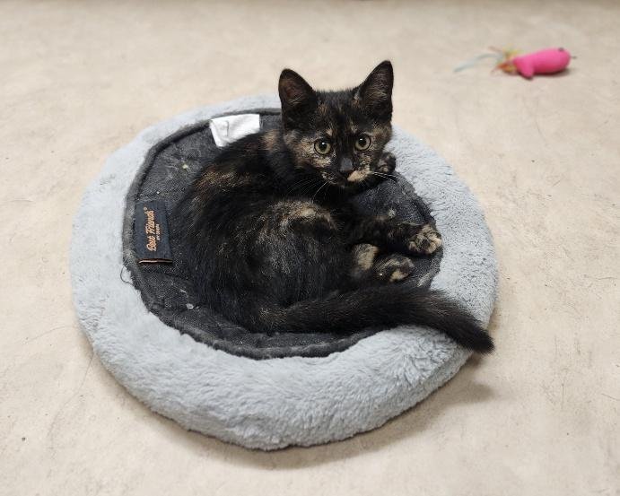 KITTEN 27523 (SAFFRON) - Maine Coon / Tortoiseshell available for adoption