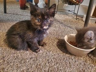 Kitten 27523 (Saffron) - Photo 4