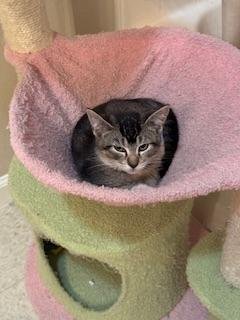 ALEXANDER - Tabby available for adoption