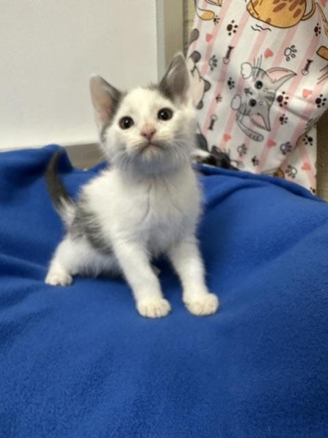 JINU - Domestic Short Hair available for adoption