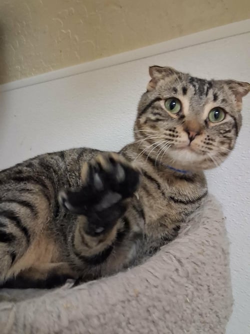 SCOTTY - Scottish Fold / Tabby available for adoption