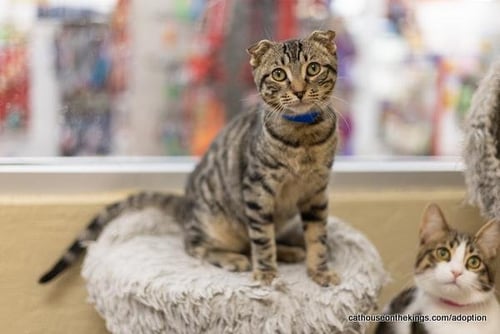 SCOTTY - Scottish Fold / Tabby available for adoption