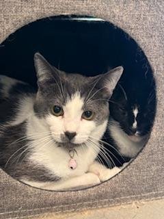 PIKACHU - Domestic Short Hair available for adoption