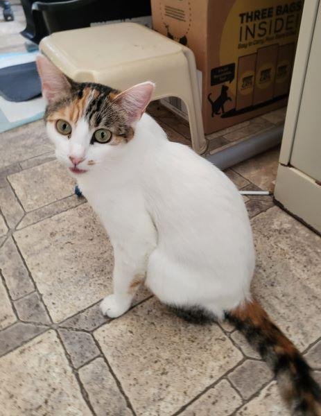 MAGPIE - Calico available for adoption