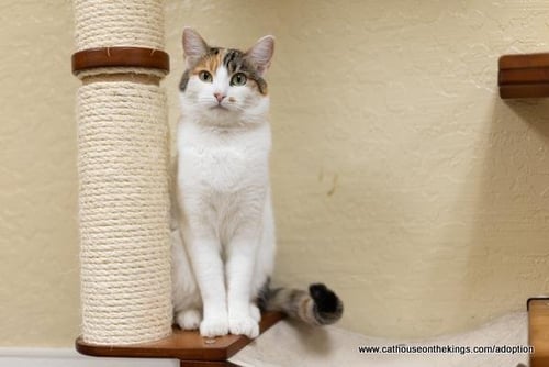 MAGPIE - Calico available for adoption