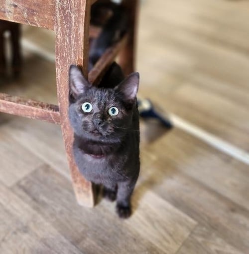 CAT 27392 (BETTY PURR) - Domestic Short Hair available for adoption