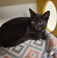 Cat 27392 (Betty Purr) - Photo 2