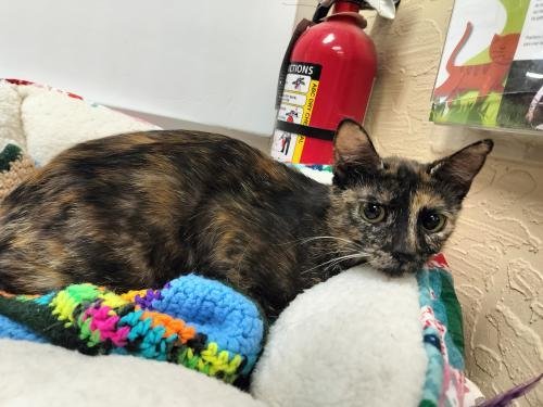 BOBBI JEAN - Tortoiseshell for adoption in Fresno