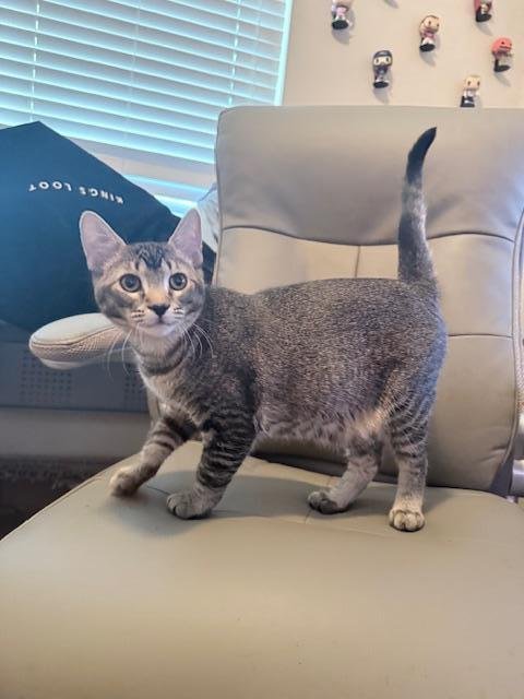 BISCOTTI - Tabby available for adoption