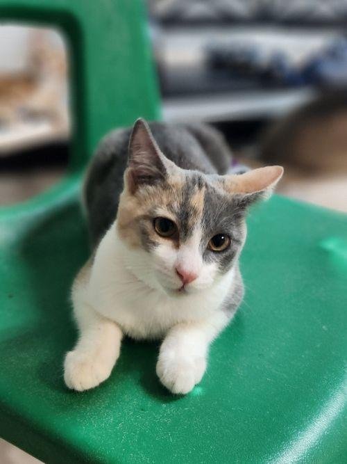 KITTEN 28176 (MOCHI) - Dilute Calico available for adoption