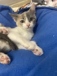 Kitten 28176 (Mochi) - Photo 3
