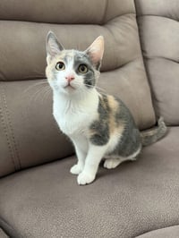 Kitten 28176 (Mochi) - Photo 4