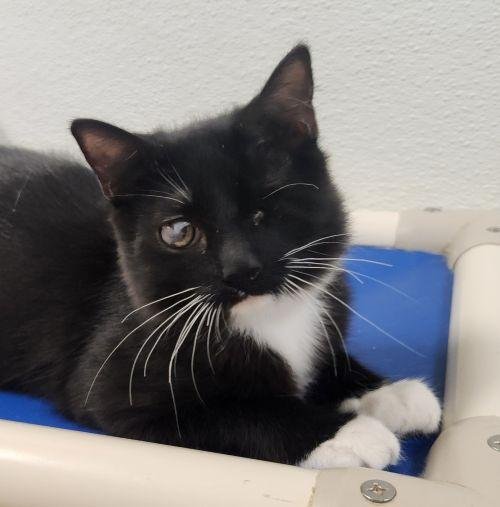 KITTEN 27913 (KINGFISHER) - Maine Coon / Tuxedo available for adoption