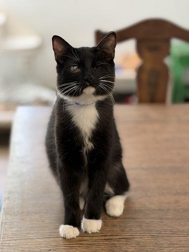 KITTEN 27913 (KINGFISHER) - Maine Coon / Tuxedo available for adoption