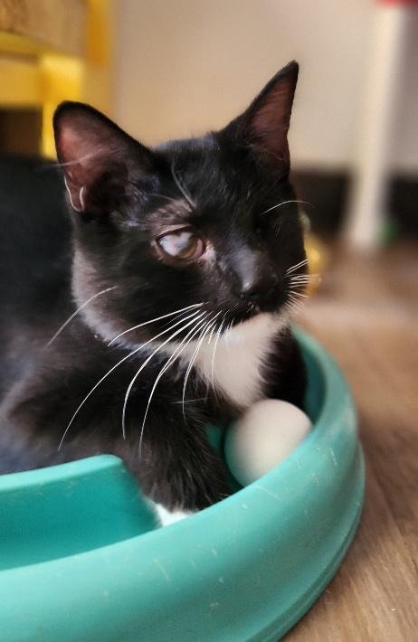 KITTEN 27913 (KINGFISHER) - Maine Coon / Tuxedo available for adoption