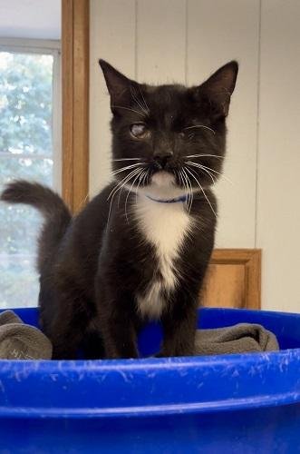 KITTEN 27913 (KINGFISHER) - Maine Coon / Tuxedo available for adoption
