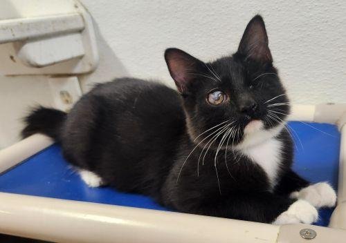 KITTEN 27913 (KINGFISHER) - Maine Coon / Tuxedo available for adoption