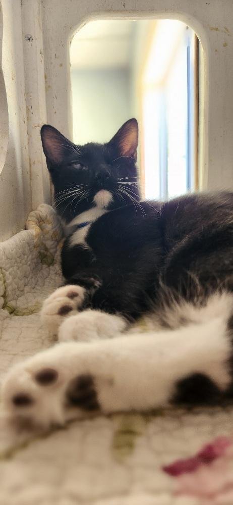 KITTEN 27913 (KINGFISHER) - Maine Coon / Tuxedo available for adoption