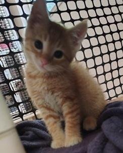 KITTEN 27910 (PIXEL) - Tabby available for adoption