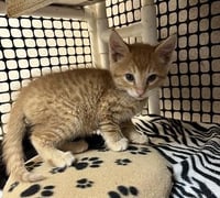 Kitten 27910 (Pixel) - Photo 3
