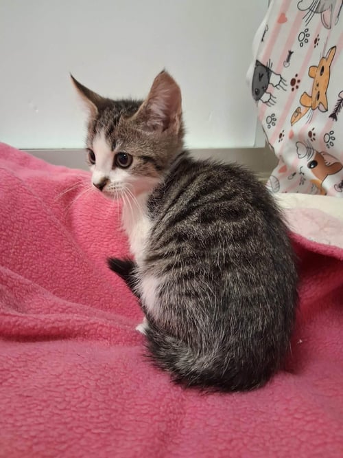 SPRITE - Tabby available for adoption