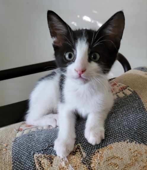 BENJI - Domestic Short Hair available for adoption