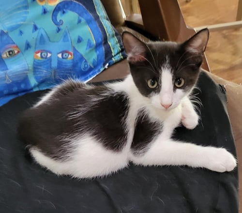 BENJI - Domestic Short Hair available for adoption