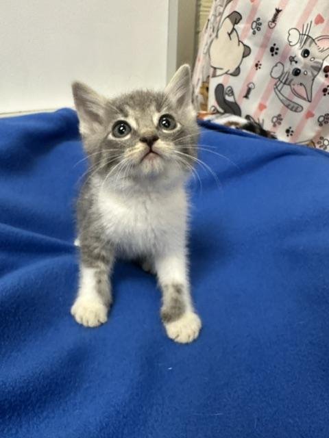 BAD BUNNY - Tabby available for adoption