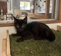Kitten 27911 (Dot) - Photo 3
