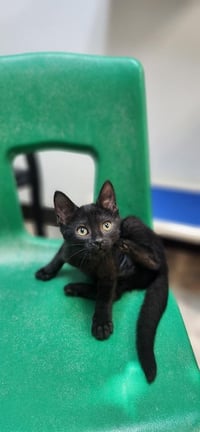 Kitten 27911 (Dot) - Photo 1