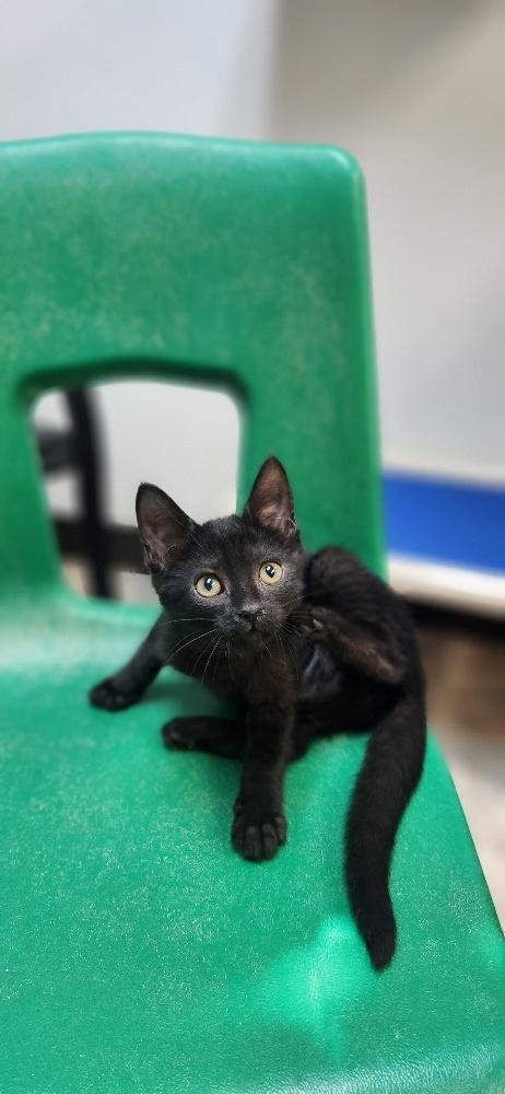 KITTEN 27911 (DOT) - Domestic Short Hair available for adoption
