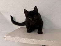 Kitten 27911 (Dot) - Photo 4