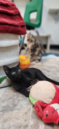 Kitten 27911 (Dot) - Photo 2