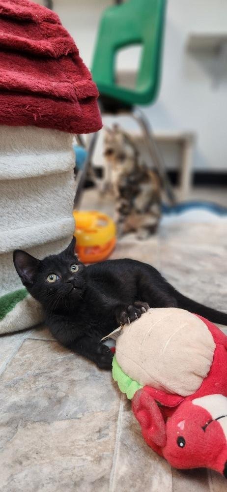 KITTEN 27911 (DOT) - Domestic Short Hair available for adoption