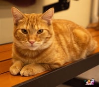 Praline - Photo 1