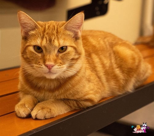 PRALINE - Tabby available for adoption