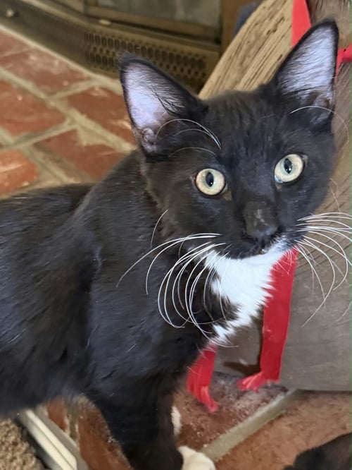 JELLY - Domestic Medium Hair available for adoption
