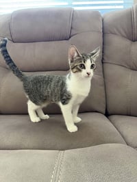 Kitten 28177 (Star) - Photo 4