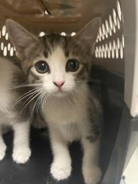 Kitten 28177 (Star) - Photo 3