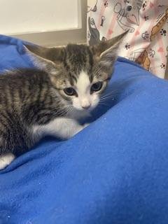 KITTEN 28177 (STAR) - Tabby available for adoption
