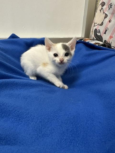 ZOEY - Dilute Calico available for adoption
